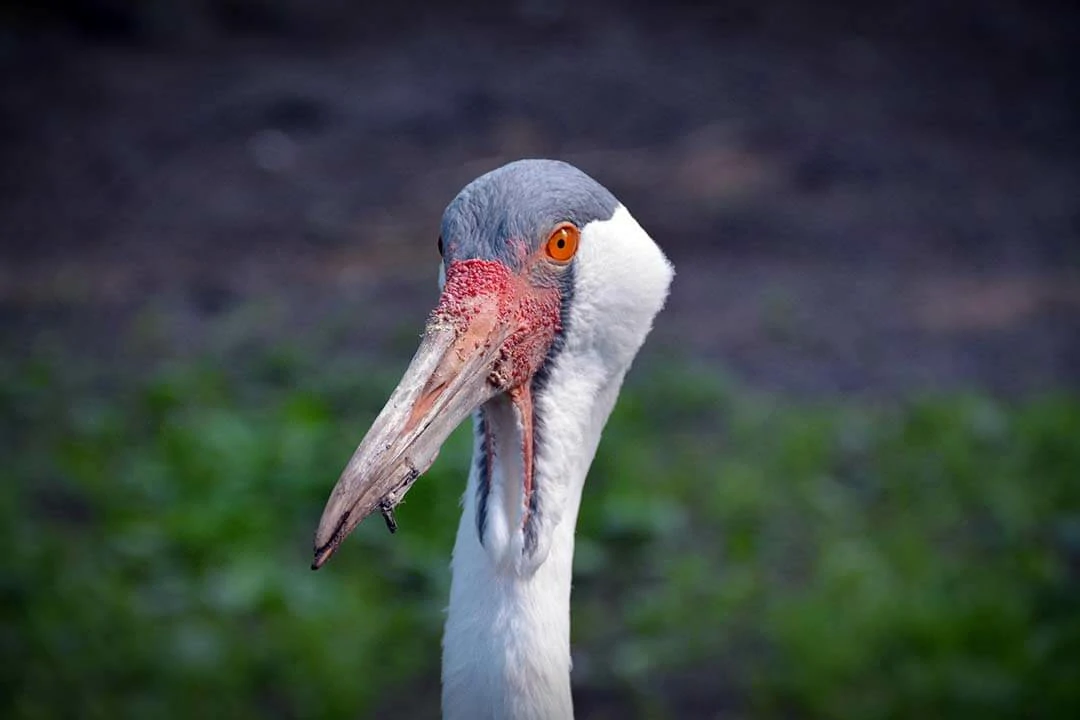 Wattled Crane Head